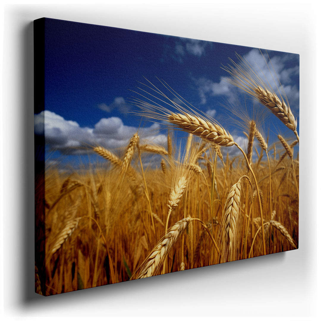 canvas print on wrapped canvas for wall decor – This enchanting wall art captures the essence of a golden wheat field under a vast, vibrant blue sky dotted with fluffy...