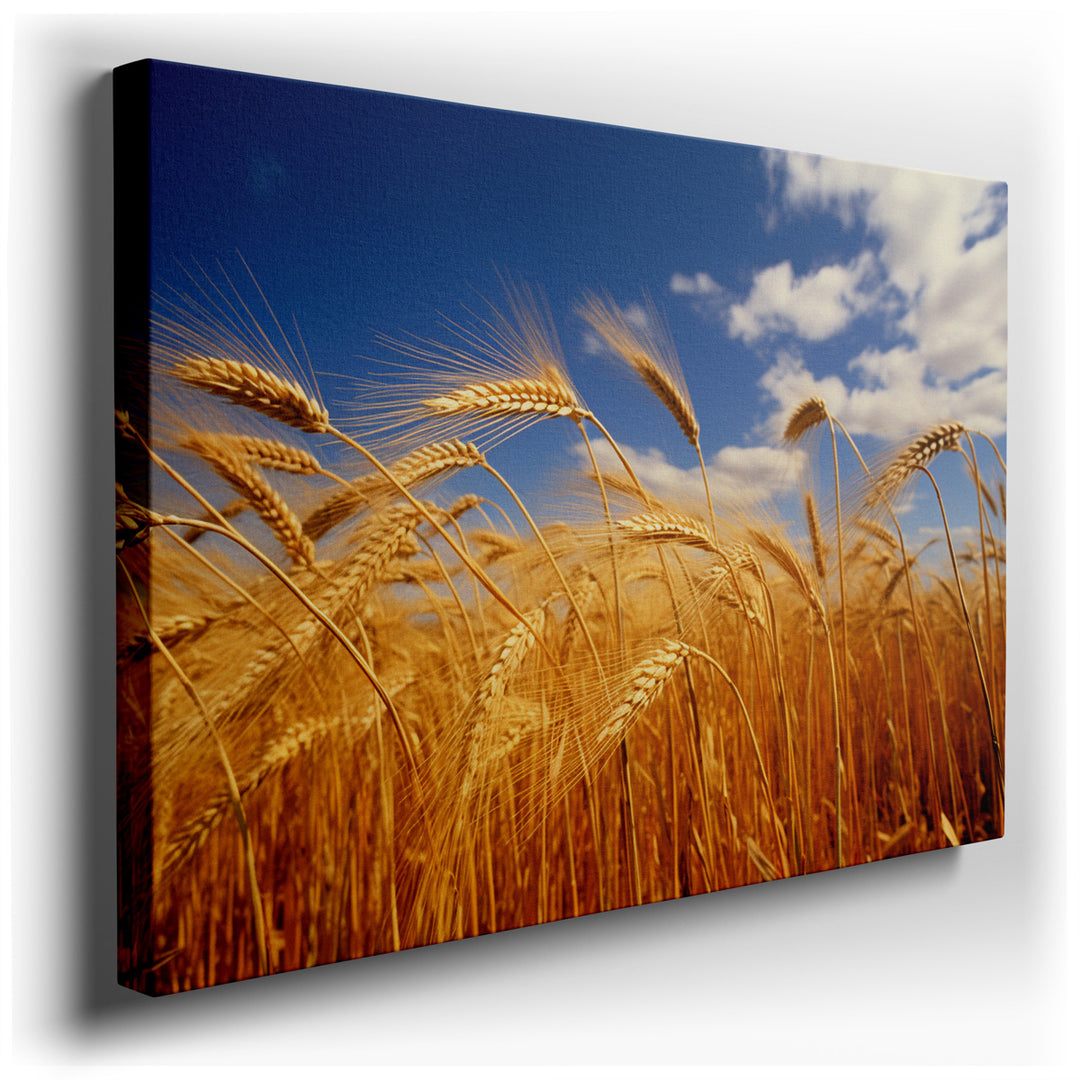 canvas print on wrapped canvas for wall decor – This enchanting wall art captures the essence of a vast, golden wheat field, stretching endlessly under a luminous blue...