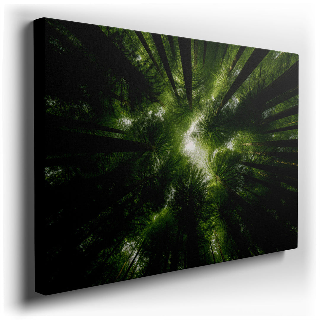 canvas print on wrapped canvas for wall decor – This wall art, a masterful portrayal of nature's serene beauty, invites viewers to gaze upward into the heart of a fores...