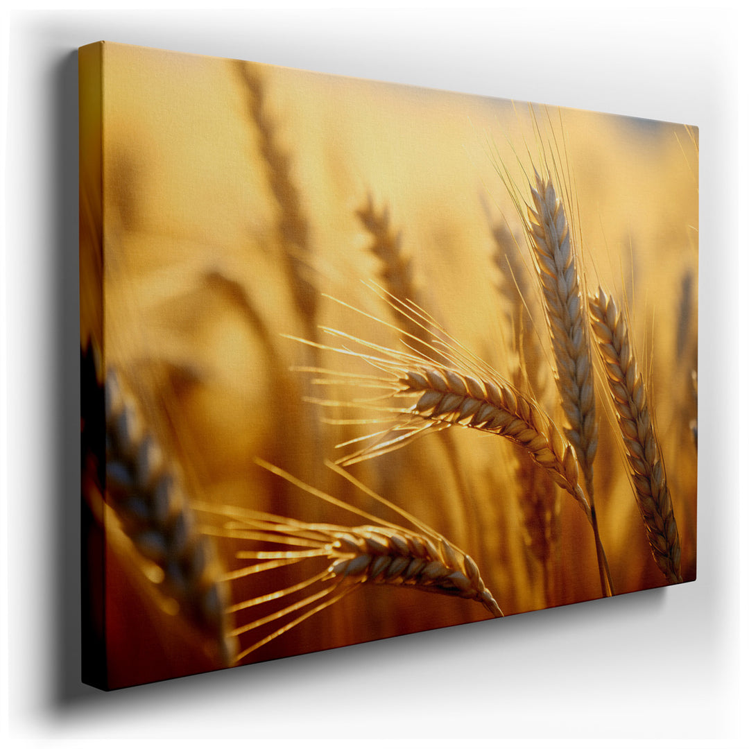 canvas print on wrapped canvas for wall decor – This captivating wall art masterfully captures the essence of a single golden wheat spike, bathed in the gentle embrace...